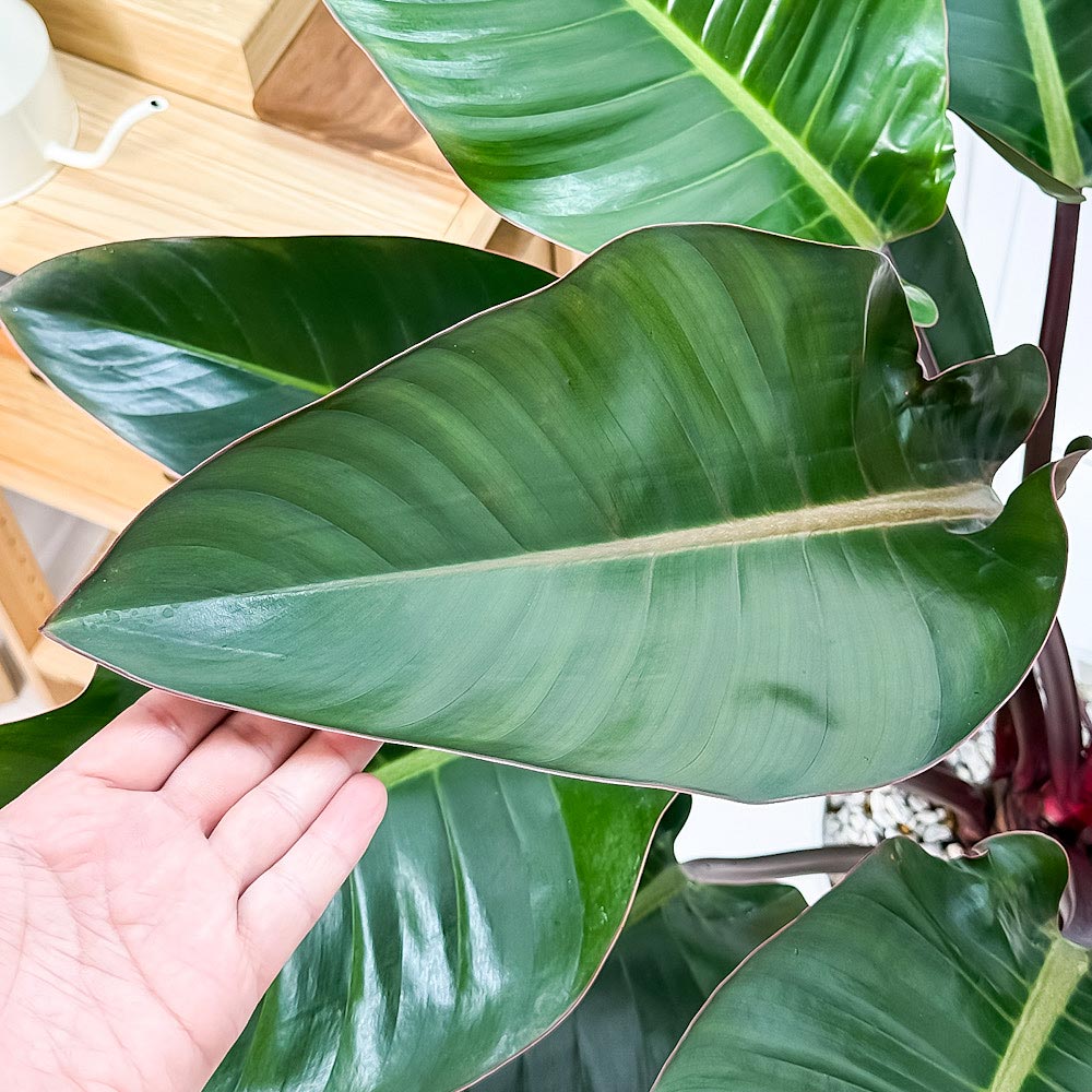 PLANCHU 観葉植物 フィロデンドロン ロジョコンゴ 8号鉢 受け皿付き 育て方説明書付き Philodendron ‘Rojo Congo’ アロイド 大鉢 充実株