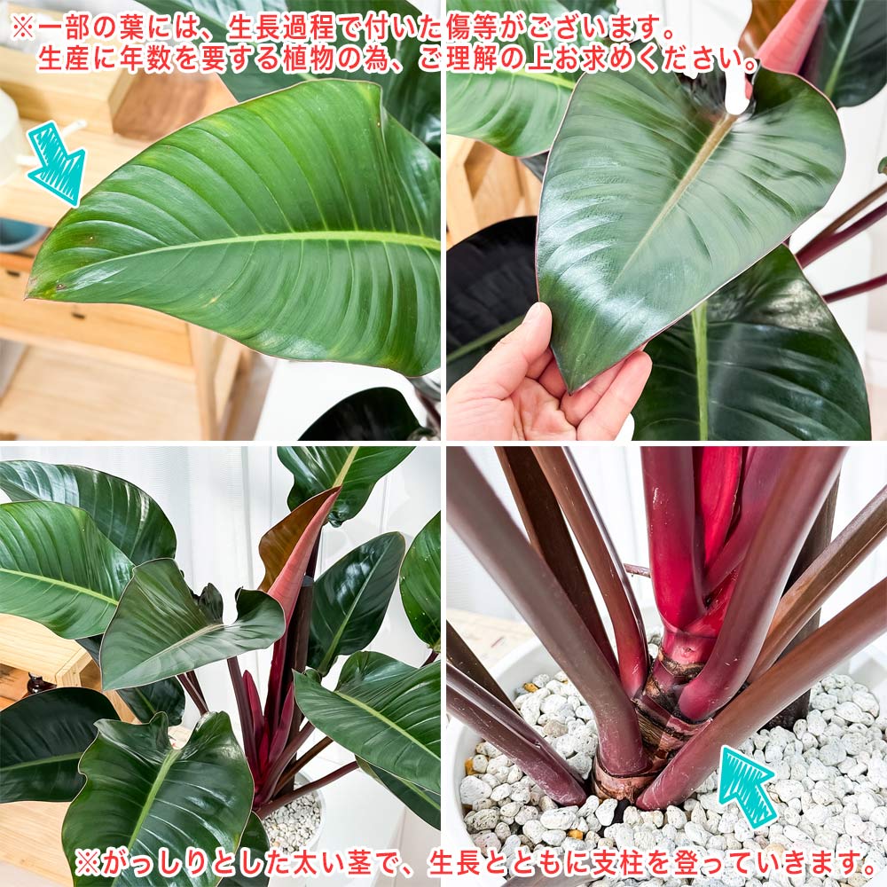 PLANCHU 観葉植物 フィロデンドロン ロジョコンゴ 8号鉢 受け皿付き 育て方説明書付き Philodendron ‘Rojo Congo’ アロイド 大鉢 充実株