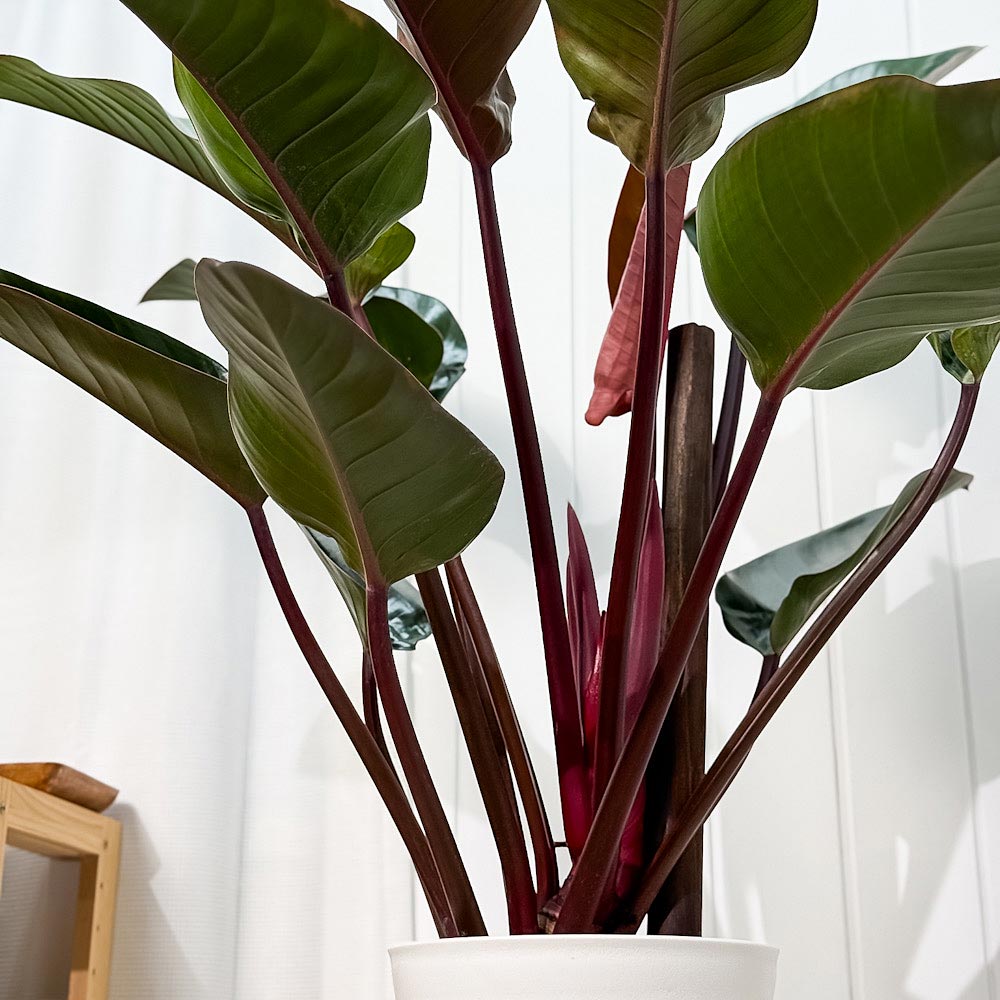 PLANCHU 観葉植物 フィロデンドロン ロジョコンゴ 8号鉢 受け皿付き 育て方説明書付き Philodendron ‘Rojo Congo’ アロイド 大鉢 充実株