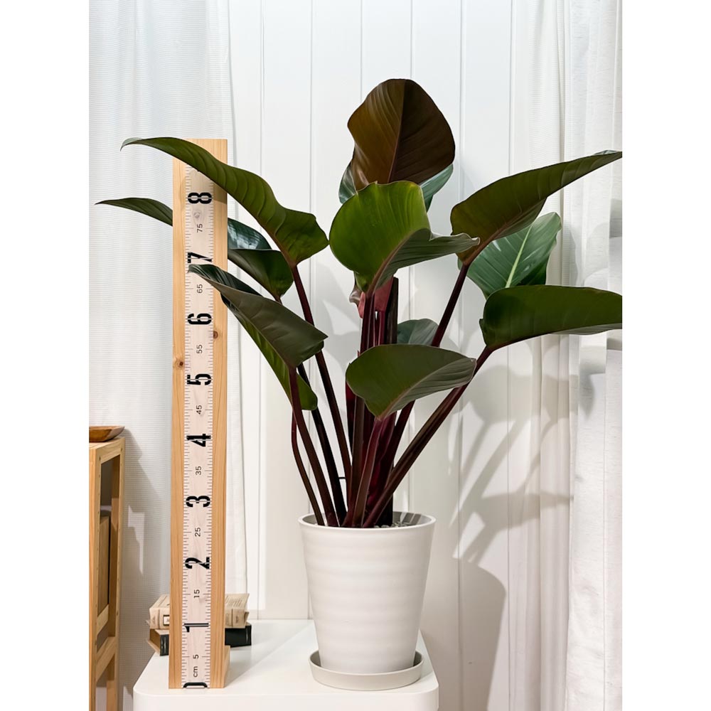 PLANCHU 観葉植物 フィロデンドロン ロジョコンゴ 8号鉢 受け皿付き 育て方説明書付き Philodendron ‘Rojo Congo’ アロイド 大鉢 充実株