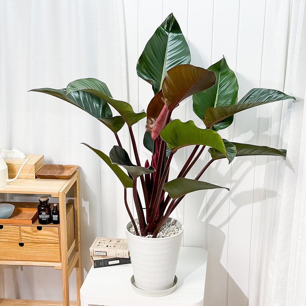 PLANCHU 観葉植物 フィロデンドロン ロジョコンゴ 8号鉢 受け皿付き 育て方説明書付き Philodendron ‘Rojo Congo’ アロイド 大鉢 充実株
