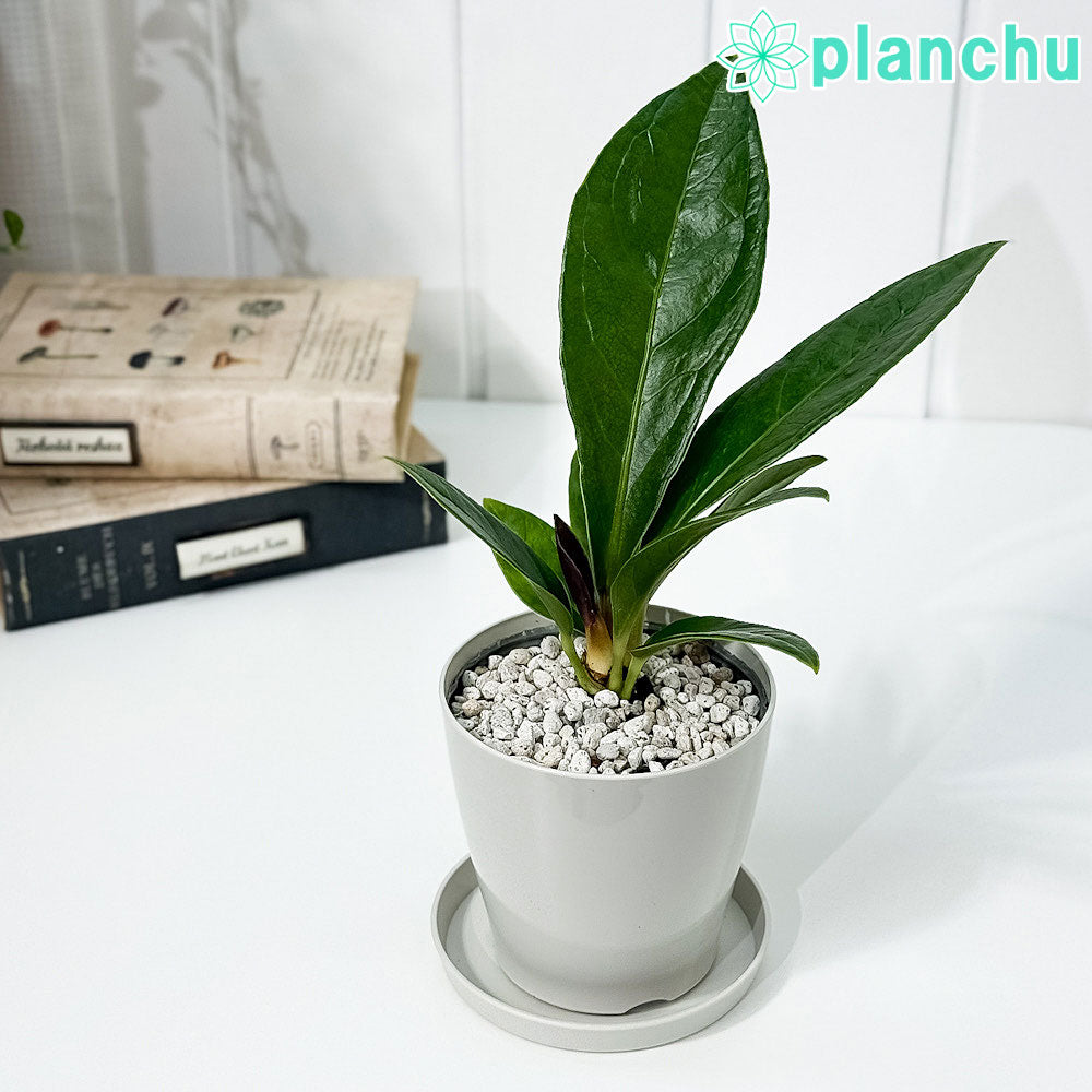 PLANCHU 観葉植物 アンスリウム プロウマニー 3.5号鉢 受け皿付き 育て方説明書付き Anthurium plowmanii プラウマニー アロイド 原種系
