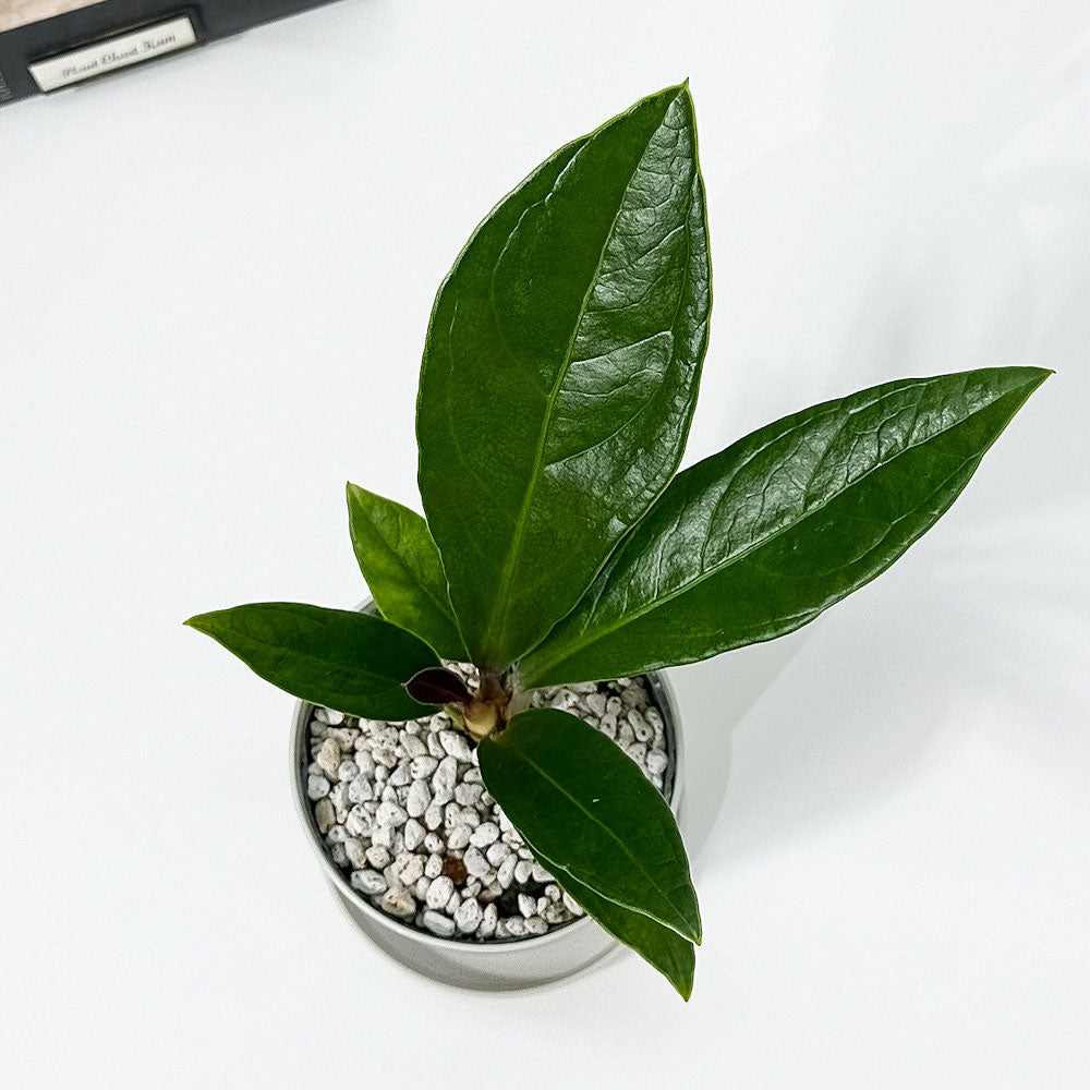 PLANCHU 観葉植物 アンスリウム プロウマニー 3.5号鉢 受け皿付き 育て方説明書付き Anthurium plowmanii プラウマニー アロイド 原種系