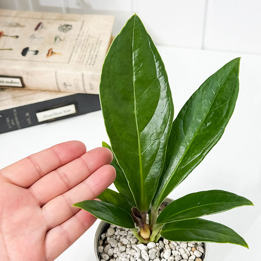 PLANCHU 観葉植物 アンスリウム プロウマニー 3.5号鉢 受け皿付き 育て方説明書付き Anthurium plowmanii プラウマニー アロイド 原種系