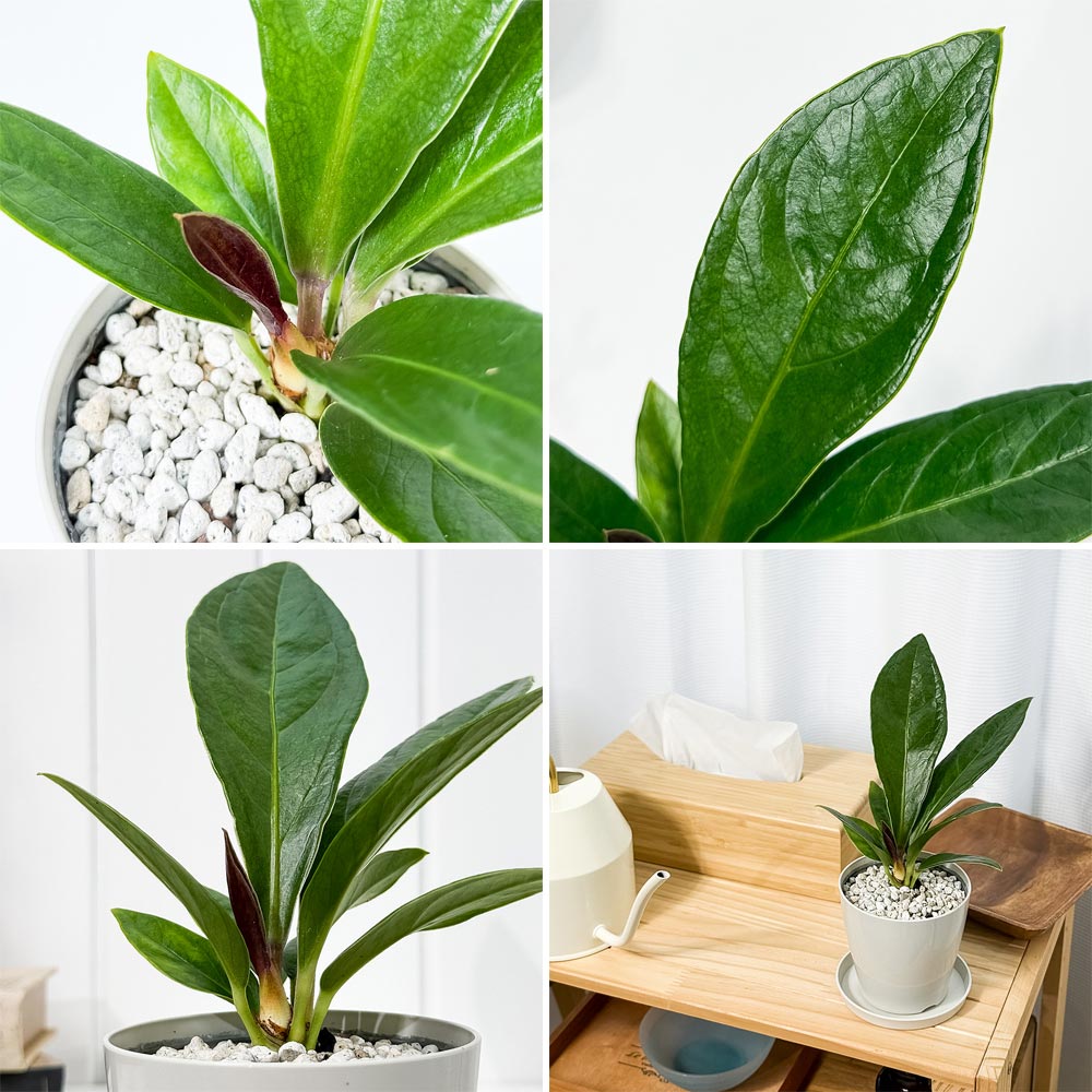 PLANCHU 観葉植物 アンスリウム プロウマニー 3.5号鉢 受け皿付き 育て方説明書付き Anthurium plowmanii プラウマニー アロイド 原種系