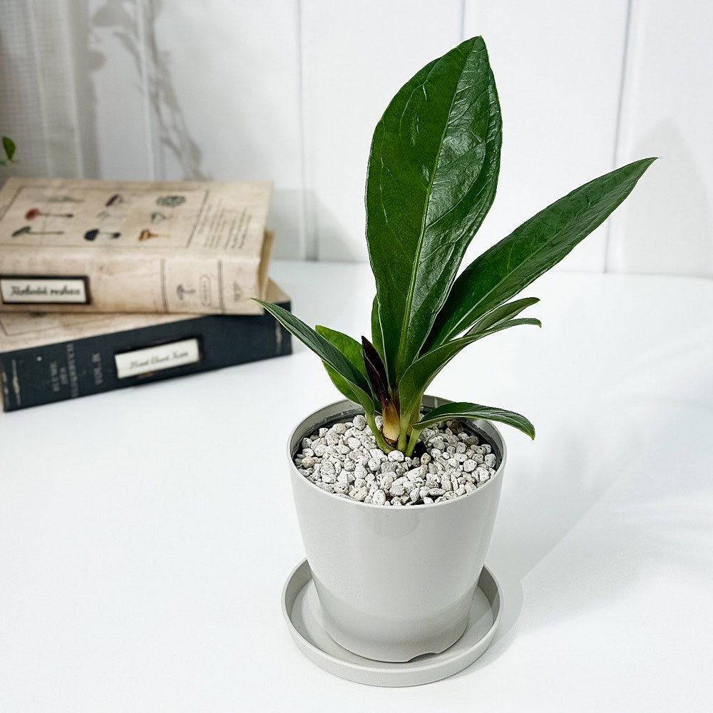 PLANCHU 観葉植物 アンスリウム プロウマニー 3.5号鉢 受け皿付き 育て方説明書付き Anthurium plowmanii プラウマニー アロイド 原種系