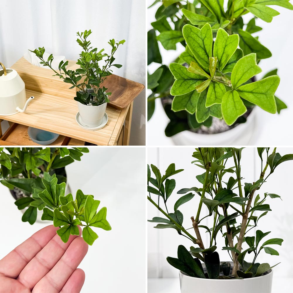 PLANCHU 観葉植物 シェフレラ トライアンギュラリス 3.5号鉢 受け皿付き 育て方説明書付き Schefflera emarginata エマルギナタ