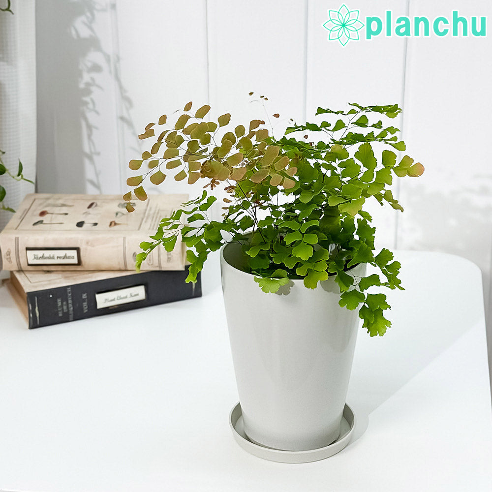 PLANCHU 観葉植物 アジアンタム スクータム ロゼウム 4号鉢 受け皿付き 育て方説明書付き Adiantum tenerum ‘Scutum Roseum’ シダ植物
