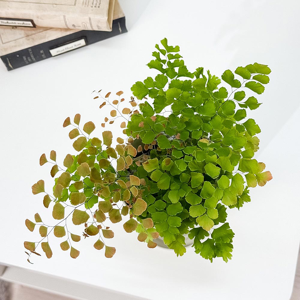 PLANCHU 観葉植物 アジアンタム スクータム ロゼウム 4号鉢 受け皿付き 育て方説明書付き Adiantum tenerum ‘Scutum Roseum’ シダ植物