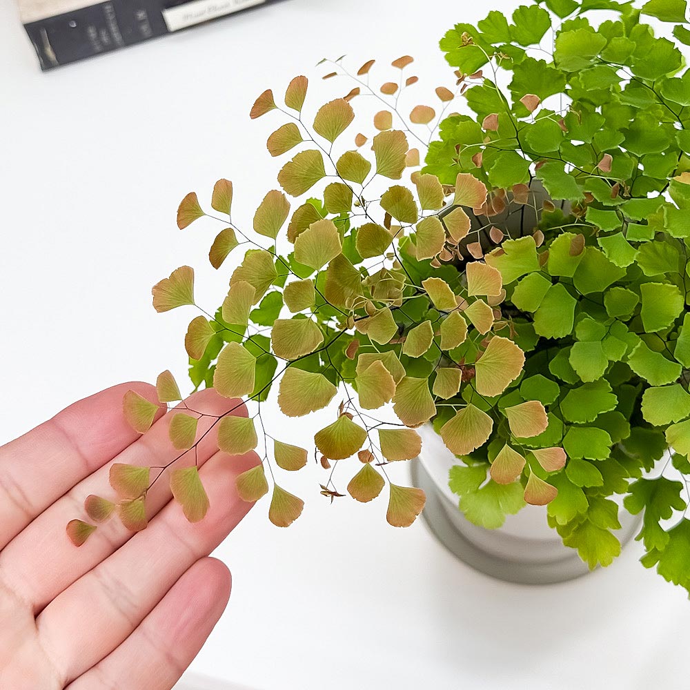 PLANCHU 観葉植物 アジアンタム スクータム ロゼウム 4号鉢 受け皿付き 育て方説明書付き Adiantum tenerum ‘Scutum Roseum’ シダ植物