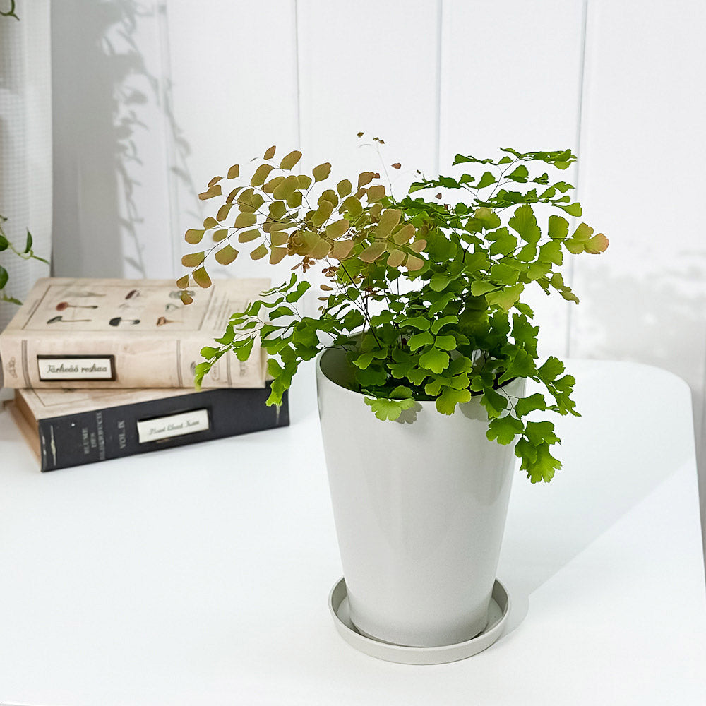 PLANCHU 観葉植物 アジアンタム スクータム ロゼウム 4号鉢 受け皿付き 育て方説明書付き Adiantum tenerum ‘Scutum Roseum’ シダ植物