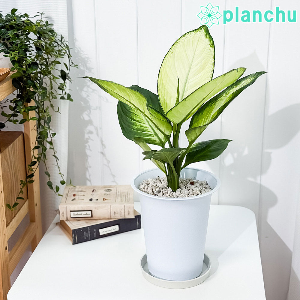 PLANCHU 観葉植物 ディフェンバキア トロピック マリアンヌ 6号鉢 受け皿付き 育て方説明書付き Dieffenbachia ‘Tropic Marianne’ アロイド