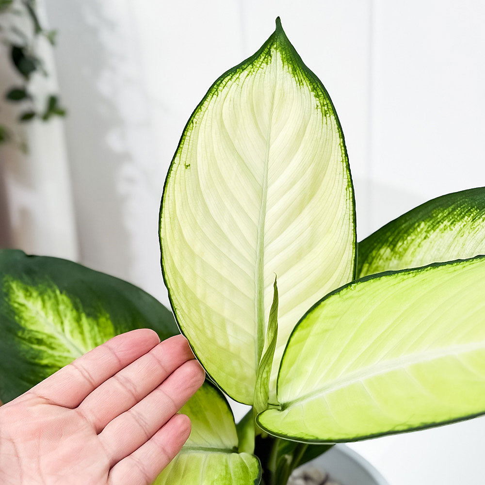 PLANCHU 観葉植物 ディフェンバキア トロピック マリアンヌ 6号鉢 受け皿付き 育て方説明書付き Dieffenbachia ‘Tropic Marianne’ アロイド