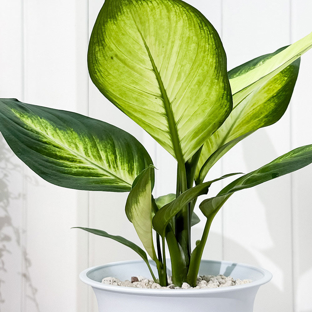 PLANCHU 観葉植物 ディフェンバキア トロピック マリアンヌ 6号鉢 受け皿付き 育て方説明書付き Dieffenbachia ‘Tropic Marianne’ アロイド