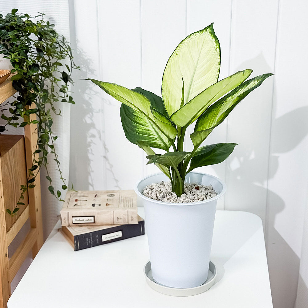 PLANCHU 観葉植物 ディフェンバキア トロピック マリアンヌ 6号鉢 受け皿付き 育て方説明書付き Dieffenbachia ‘Tropic Marianne’ アロイド