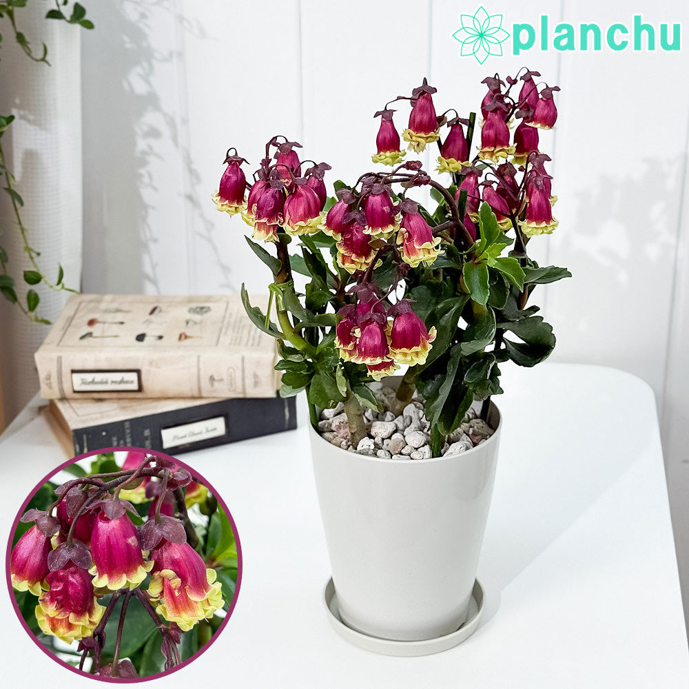 PLANCHU 多肉植物 カランコエ ドリーQ2 4号鉢 受け皿付き 育て方説明書付き Kalanchoe ‘Dolly Q2’ 観葉植物 鉢花