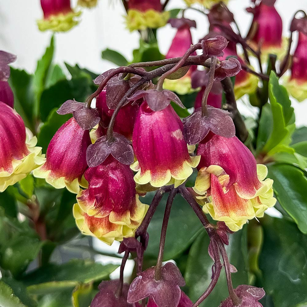PLANCHU 多肉植物 カランコエ ドリーQ2 4号鉢 受け皿付き 育て方説明書付き Kalanchoe ‘Dolly Q2’ 観葉植物 鉢花
