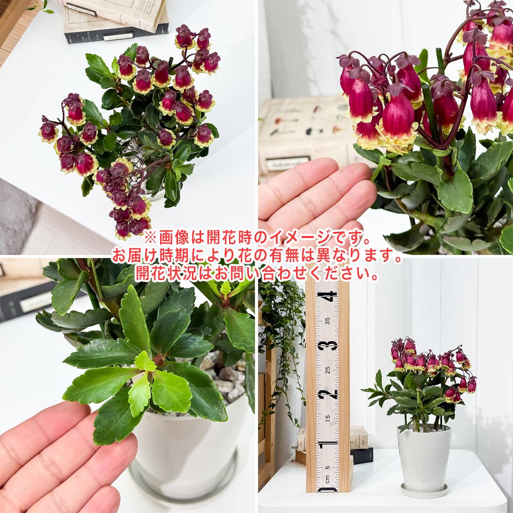 PLANCHU 多肉植物 カランコエ ドリーQ2 4号鉢 受け皿付き 育て方説明書付き Kalanchoe ‘Dolly Q2’ 観葉植物 鉢花