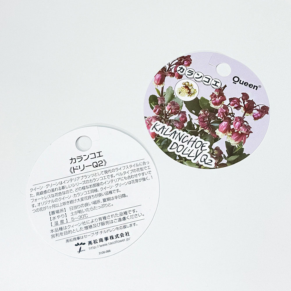 PLANCHU 多肉植物 カランコエ ドリーQ2 4号鉢 受け皿付き 育て方説明書付き Kalanchoe ‘Dolly Q2’ 観葉植物 鉢花