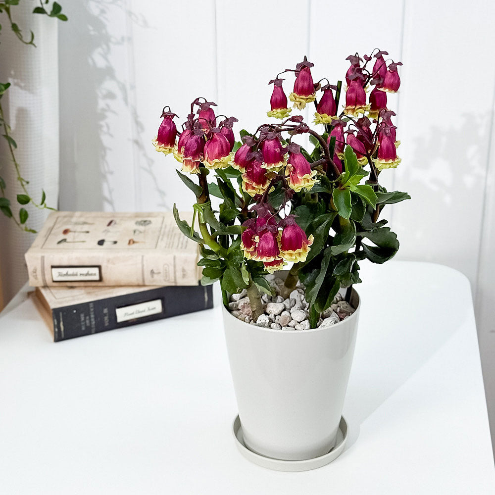 PLANCHU 多肉植物 カランコエ ドリーQ2 4号鉢 受け皿付き 育て方説明書付き Kalanchoe ‘Dolly Q2’ 観葉植物 鉢花