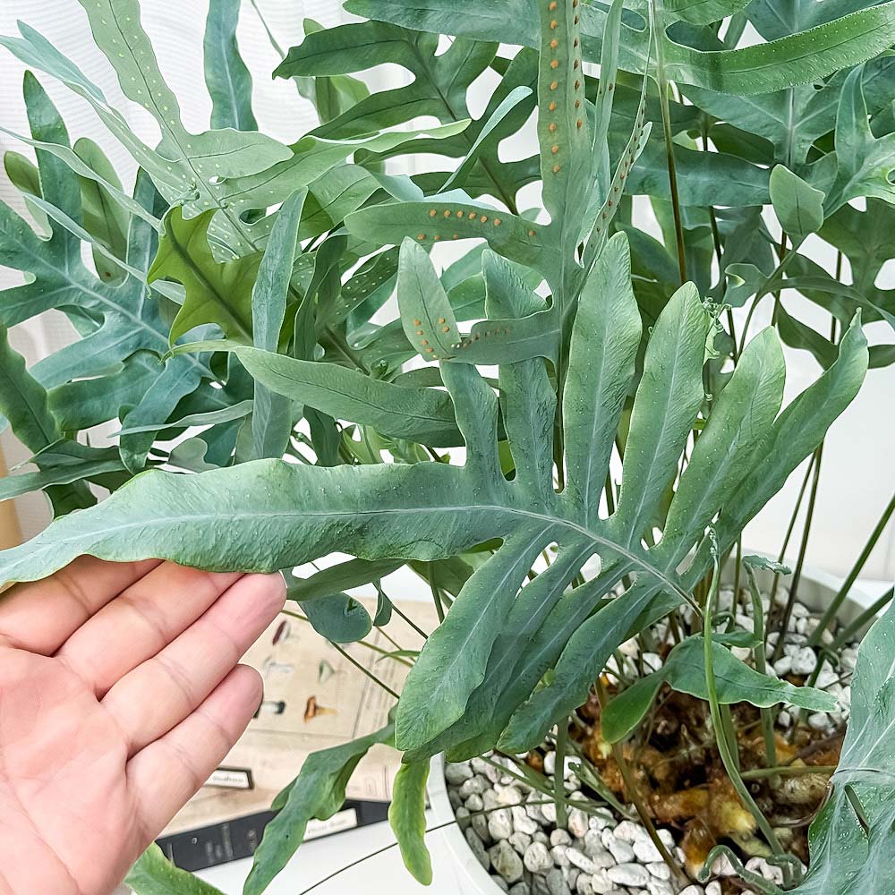 PLANCHU 観葉植物 フレボディウム ブルースター 8号鉢 受け皿付き 育て方説明書付き Phlebodium aureum ‘Mandaianum’ シダ植物 大鉢 充実株