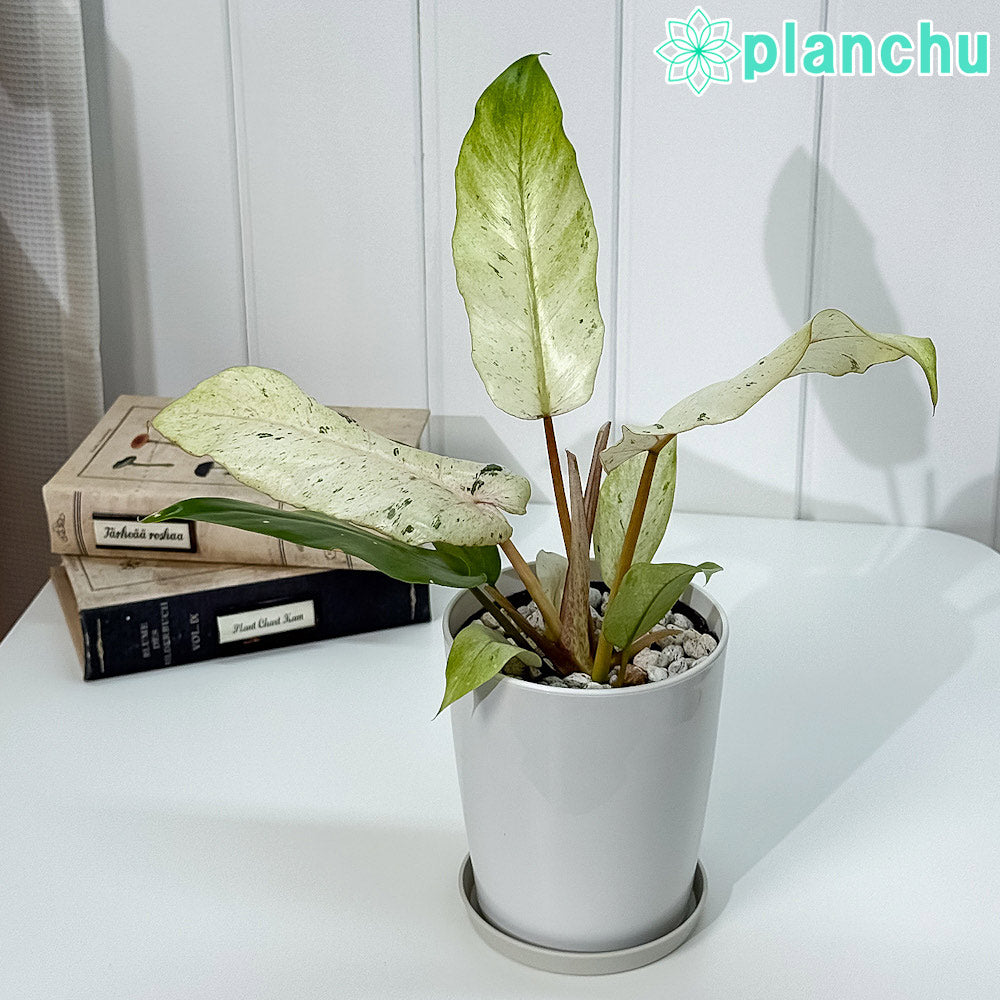 PLANCHU 観葉植物 フィロデンドロン スノードリフト 4号鉢 受け皿付き 育て方説明書付き Philodendron ‘Snow Drift’ アロイド