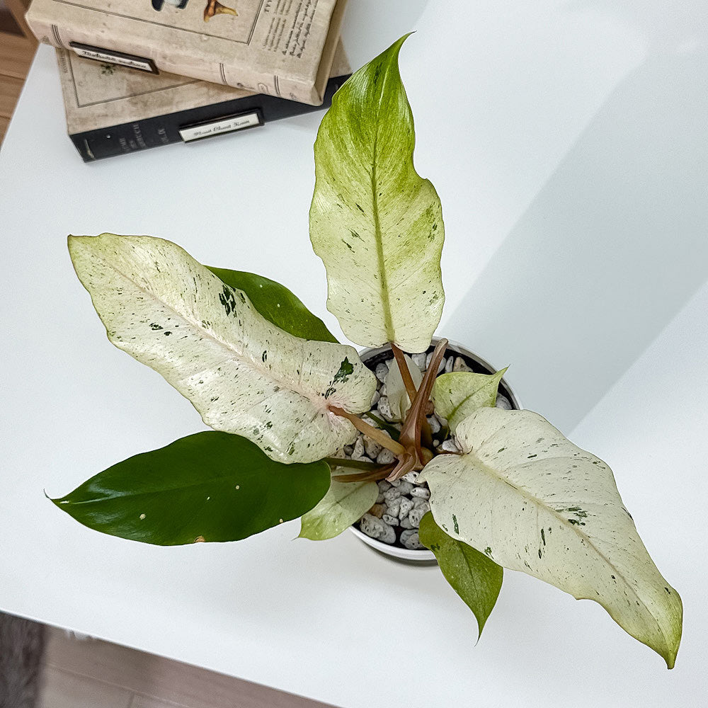 PLANCHU 観葉植物 フィロデンドロン スノードリフト 4号鉢 受け皿付き 育て方説明書付き Philodendron ‘Snow Drift’ アロイド