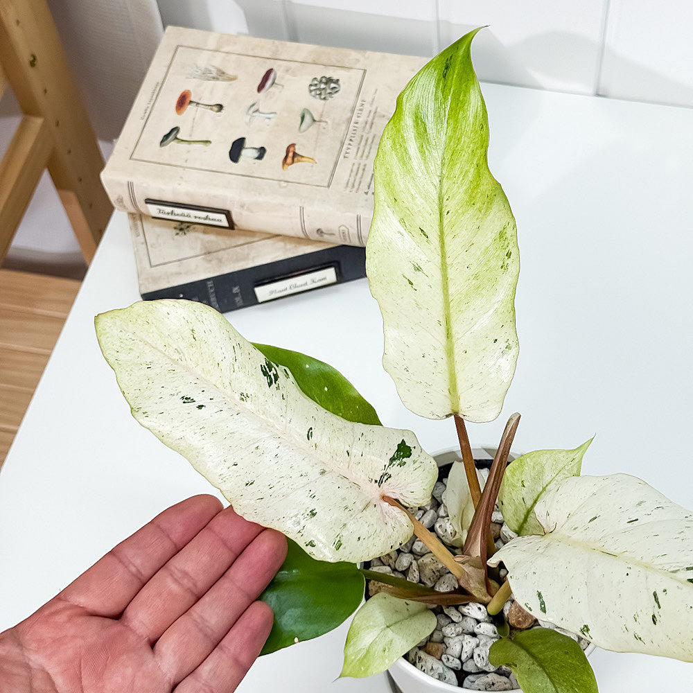 PLANCHU 観葉植物 フィロデンドロン スノードリフト 4号鉢 受け皿付き 育て方説明書付き Philodendron ‘Snow Drift’ アロイド