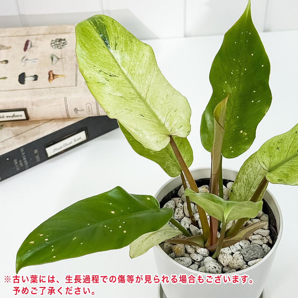 PLANCHU 観葉植物 フィロデンドロン スノードリフト 4号鉢 受け皿付き 育て方説明書付き Philodendron ‘Snow Drift’ アロイド