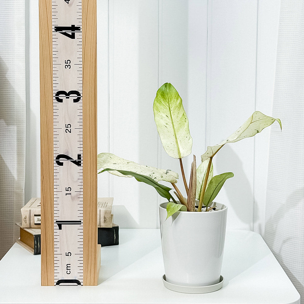 PLANCHU 観葉植物 フィロデンドロン スノードリフト 4号鉢 受け皿付き 育て方説明書付き Philodendron ‘Snow Drift’ アロイド