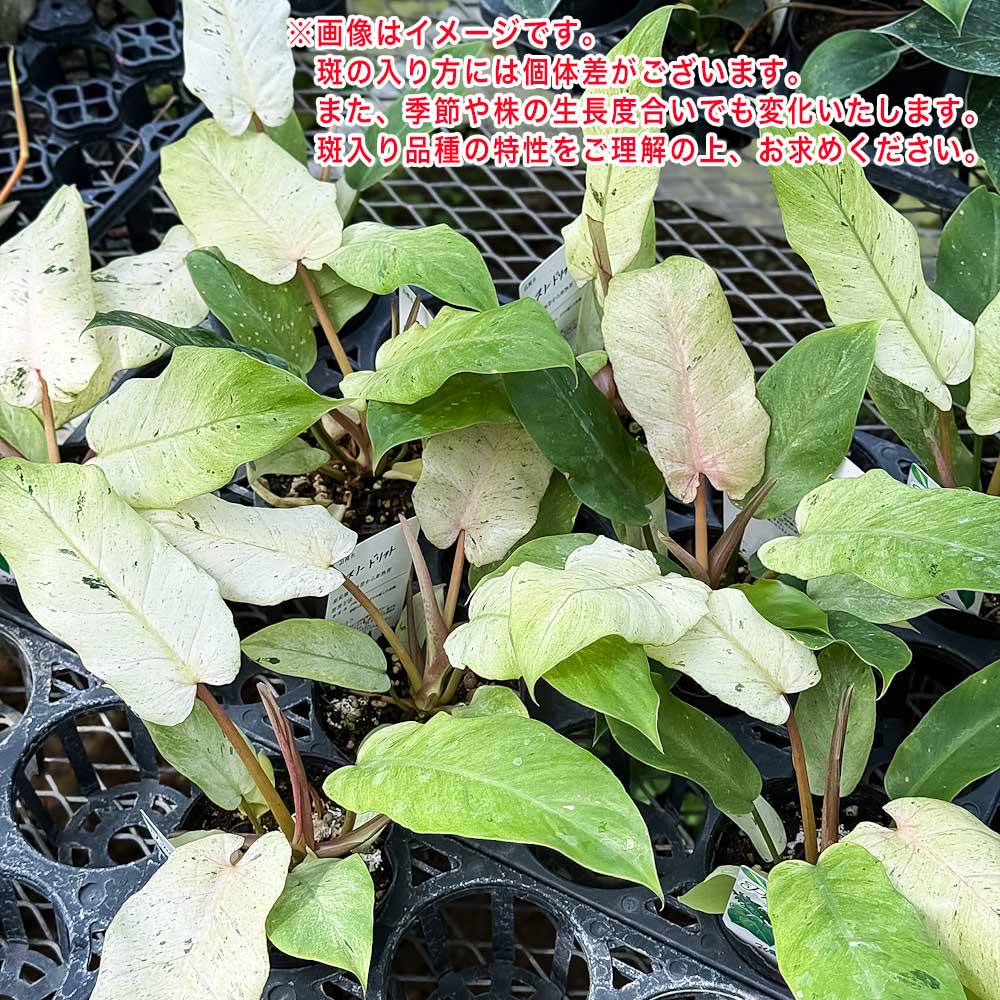 PLANCHU 観葉植物 フィロデンドロン スノードリフト 4号鉢 受け皿付き 育て方説明書付き Philodendron ‘Snow Drift’ アロイド