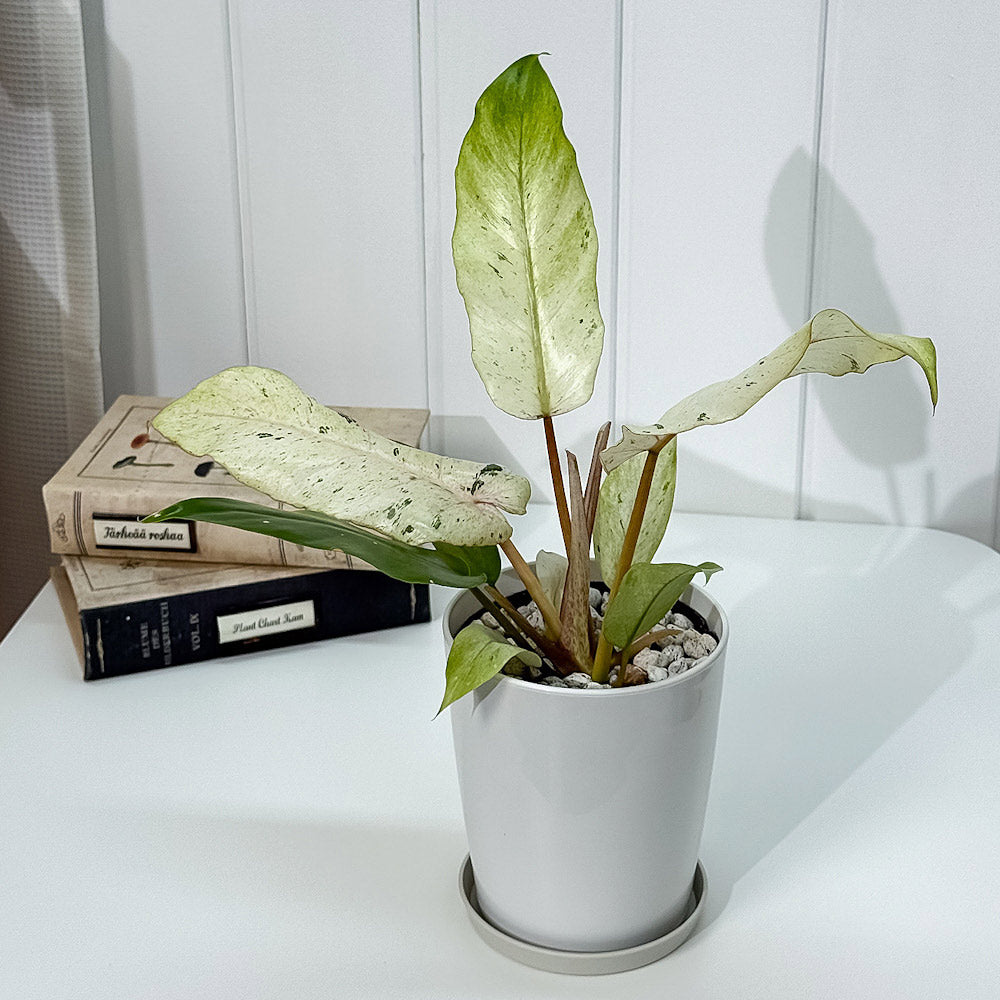 PLANCHU 観葉植物 フィロデンドロン スノードリフト 4号鉢 受け皿付き 育て方説明書付き Philodendron ‘Snow Drift’ アロイド