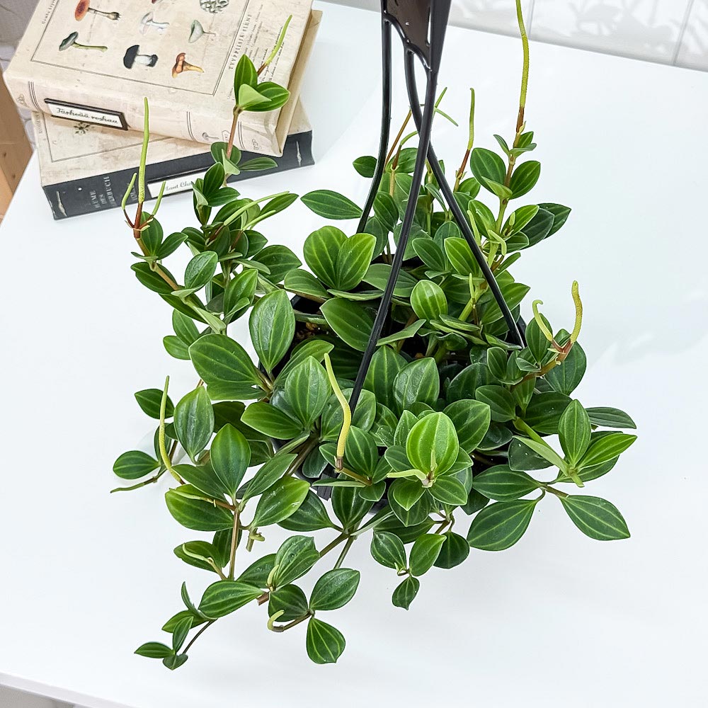 PLANCHU 観葉植物 ペペロミア フェアリー 5号吊り鉢 育て方説明書付き Peperomia ‘Fairy’