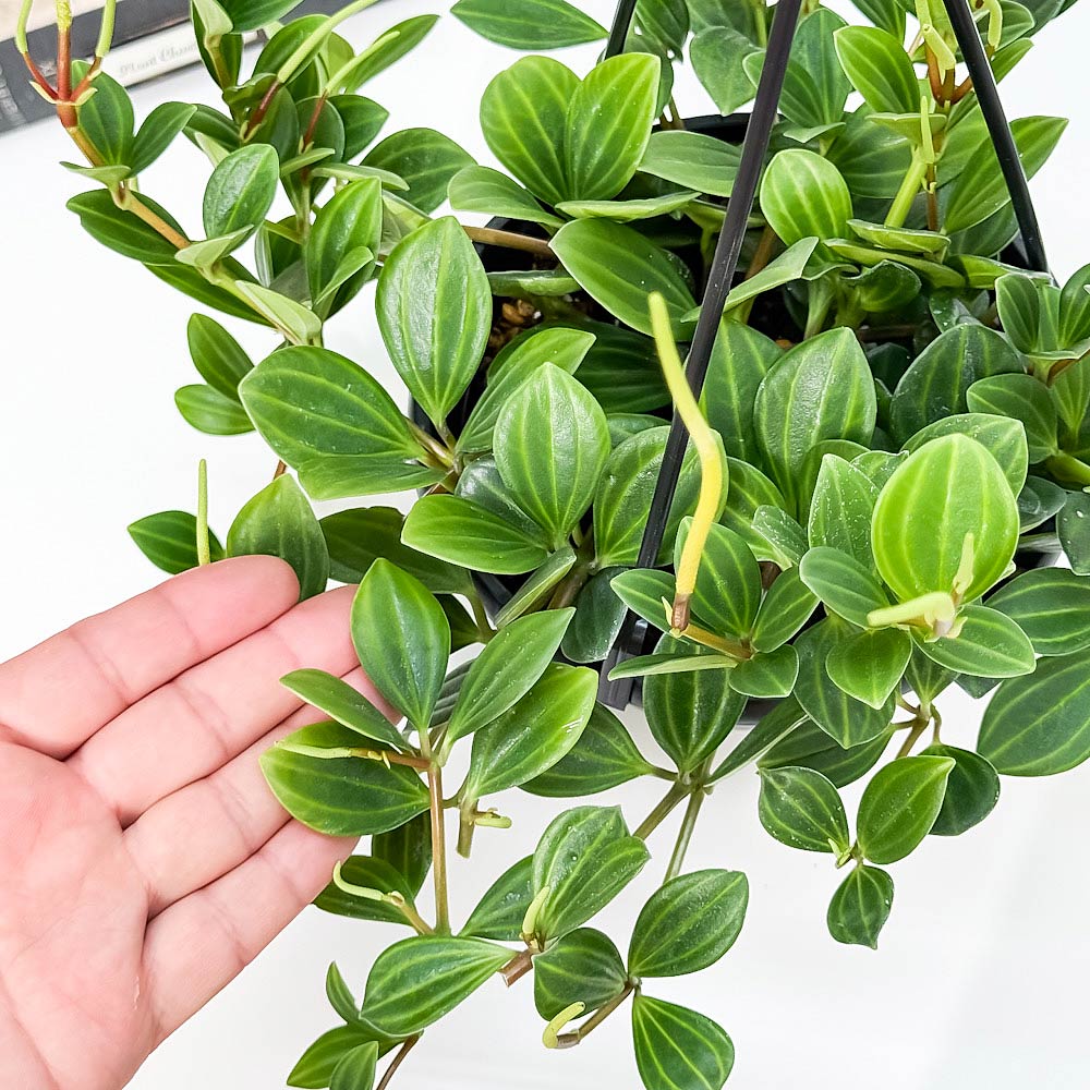 PLANCHU 観葉植物 ペペロミア フェアリー 5号吊り鉢 育て方説明書付き Peperomia ‘Fairy’
