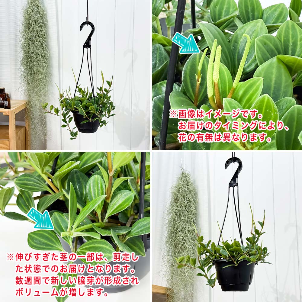 PLANCHU 観葉植物 ペペロミア フェアリー 5号吊り鉢 育て方説明書付き Peperomia ‘Fairy’