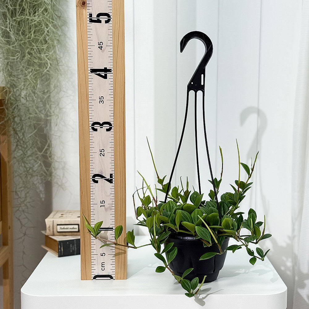 PLANCHU 観葉植物 ペペロミア フェアリー 5号吊り鉢 育て方説明書付き Peperomia ‘Fairy’