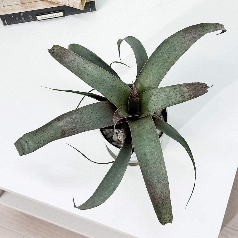 PLANCHU 観葉植物 フリーセア サウンデルシー 4号鉢 受け皿付き 育て方説明書付き Vriesea saundersii ブロメリア タンクブロメリア