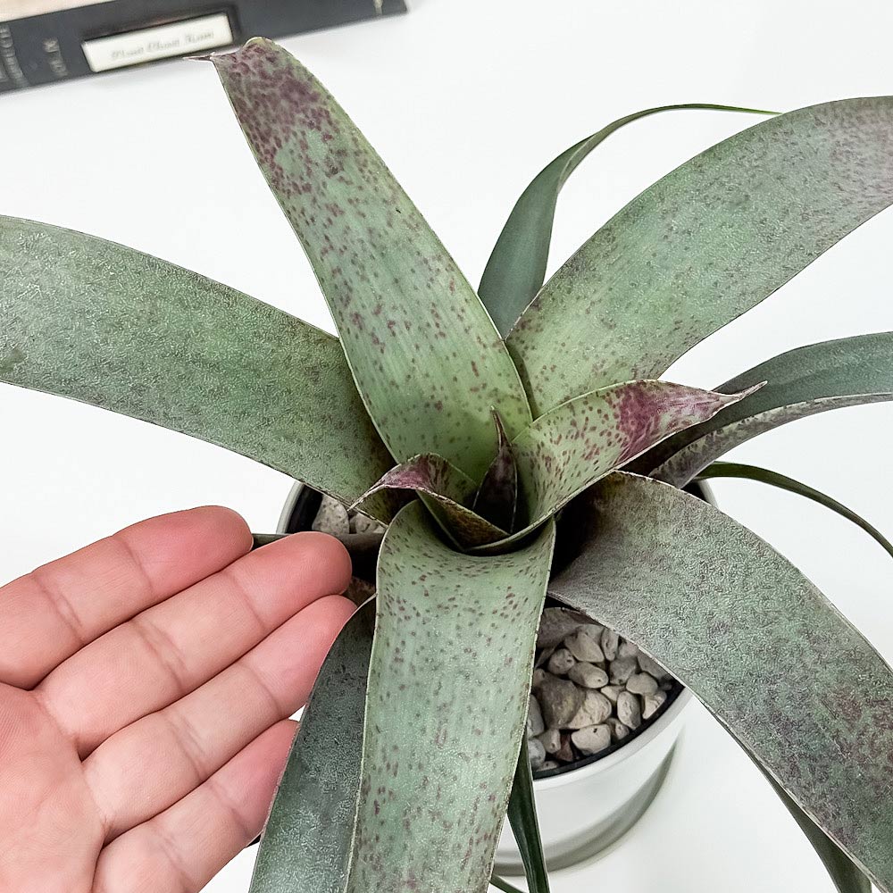 PLANCHU 観葉植物 フリーセア サウンデルシー 4号鉢 受け皿付き 育て方説明書付き Vriesea saundersii ブロメリア タンクブロメリア