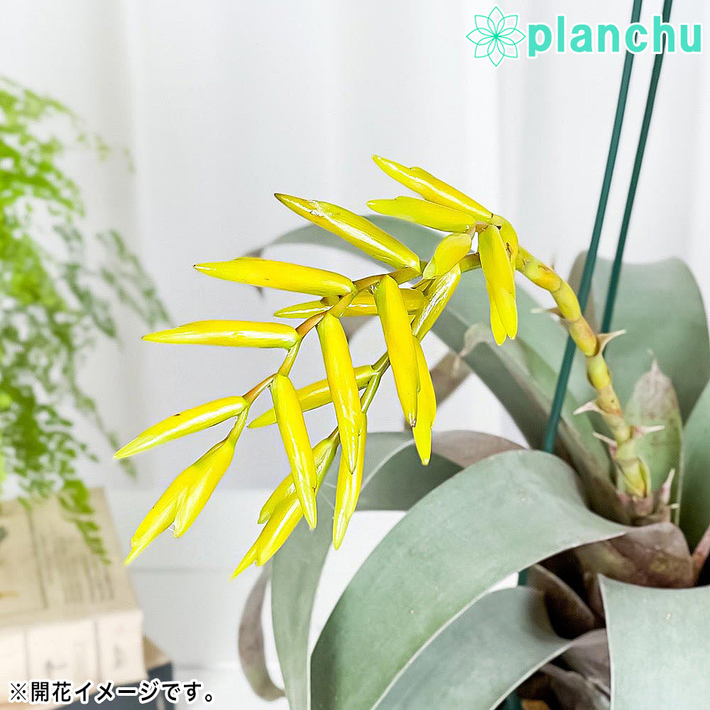 PLANCHU 観葉植物 フリーセア サウンデルシー 4号鉢 受け皿付き 育て方説明書付き Vriesea saundersii ブロメリア タンクブロメリア