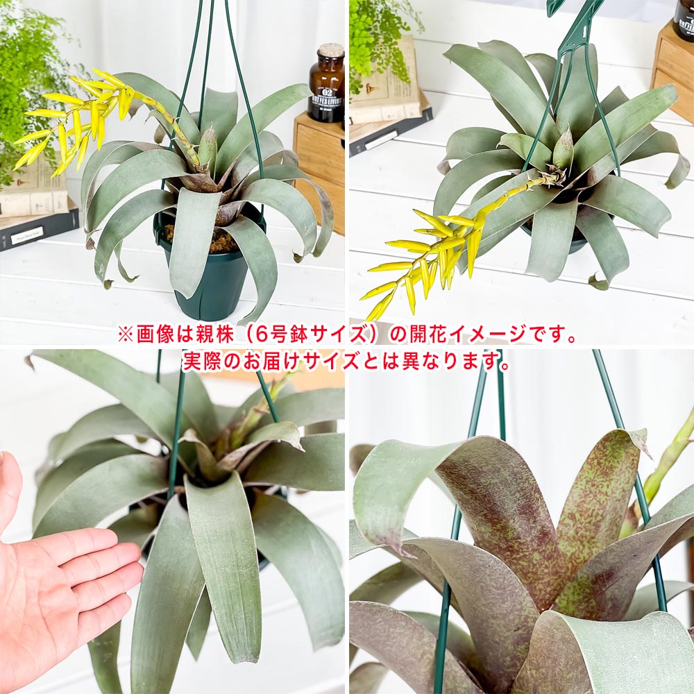 PLANCHU 観葉植物 フリーセア サウンデルシー 4号鉢 受け皿付き 育て方説明書付き Vriesea saundersii ブロメリア タンクブロメリア