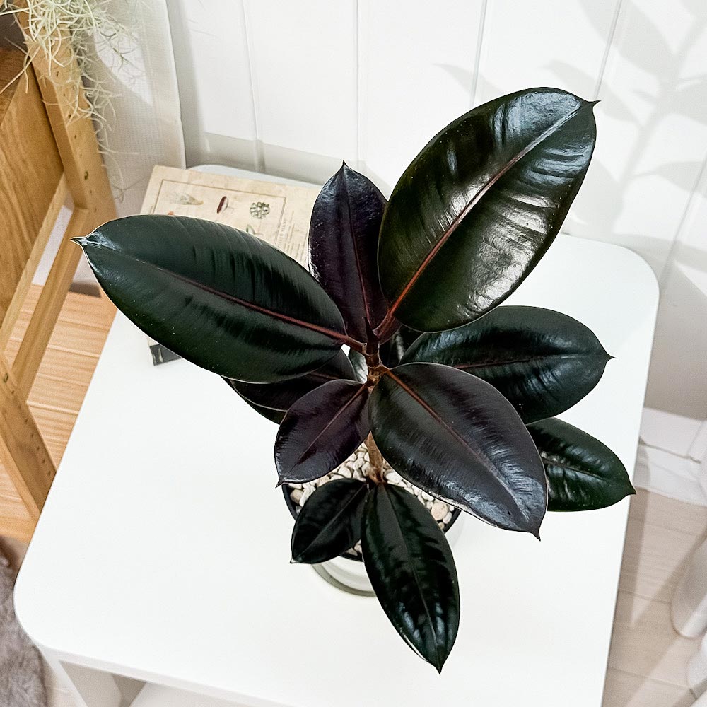 PLANCHU 観葉植物 フィカス バーガンディ ストレート 5号鉢 受け皿付き 育て方説明書付き Ficus elastica ‘Burgundy’ インドゴムノキ