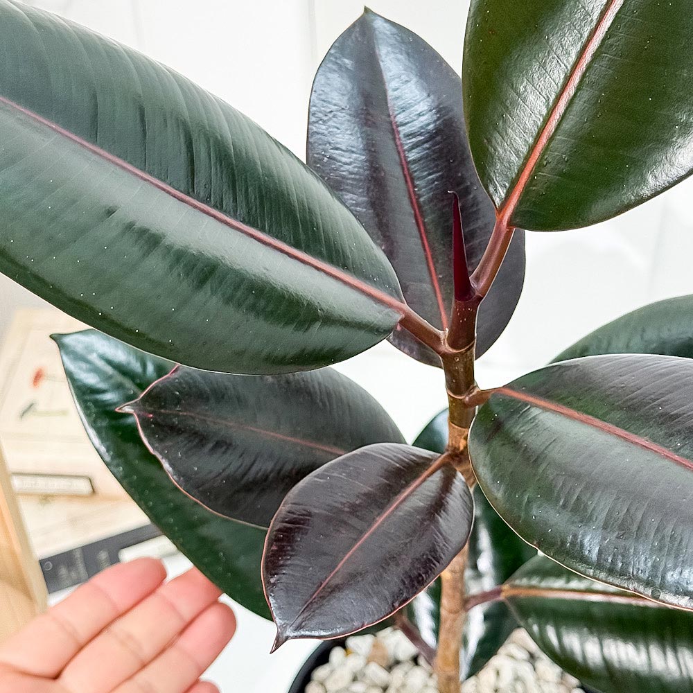 PLANCHU 観葉植物 フィカス バーガンディ ストレート 5号鉢 受け皿付き 育て方説明書付き Ficus elastica ‘Burgundy’ インドゴムノキ