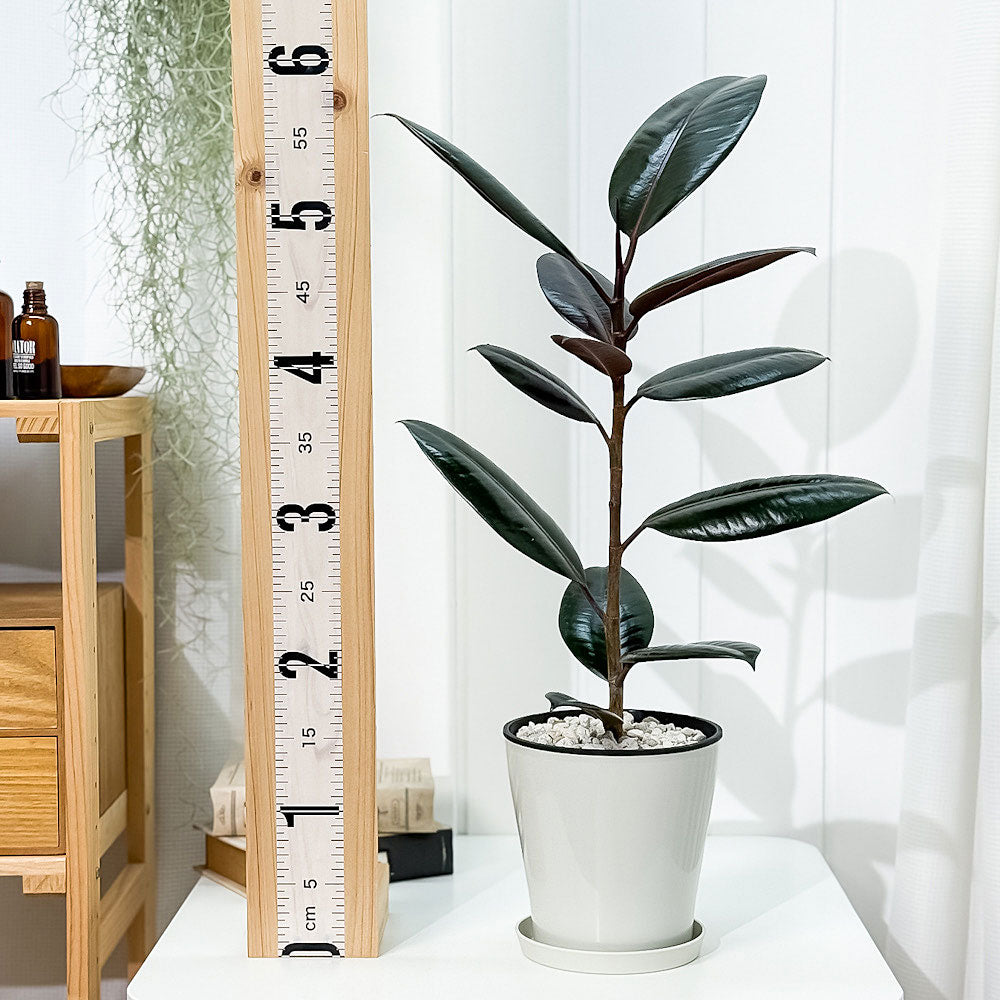 PLANCHU 観葉植物 フィカス バーガンディ ストレート 5号鉢 受け皿付き 育て方説明書付き Ficus elastica ‘Burgundy’ インドゴムノキ