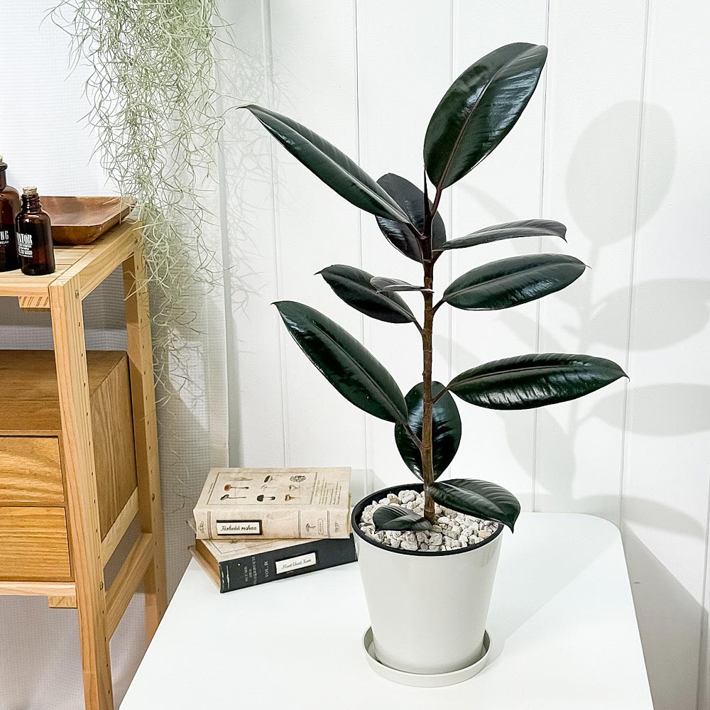PLANCHU 観葉植物 フィカス バーガンディ ストレート 5号鉢 受け皿付き 育て方説明書付き Ficus elastica ‘Burgundy’ インドゴムノキ