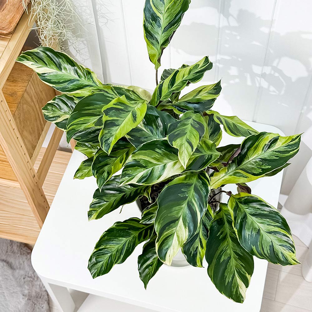 PLANCHU 観葉植物 カラテア エンペラー 6号鉢 受け皿付き 育て方説明書付き Calathea louisae ‘Emperor’