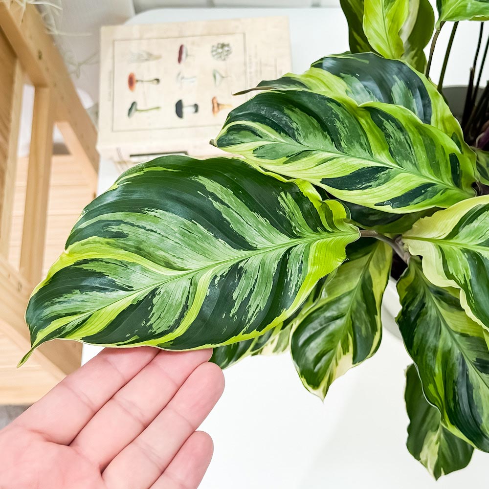 PLANCHU 観葉植物 カラテア エンペラー 6号鉢 受け皿付き 育て方説明書付き Calathea louisae ‘Emperor’