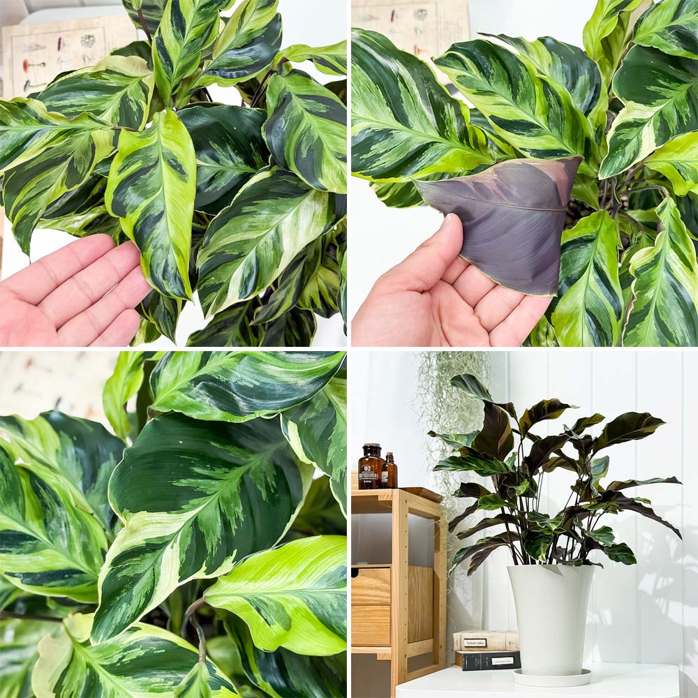 PLANCHU 観葉植物 カラテア エンペラー 6号鉢 受け皿付き 育て方説明書付き Calathea louisae ‘Emperor’