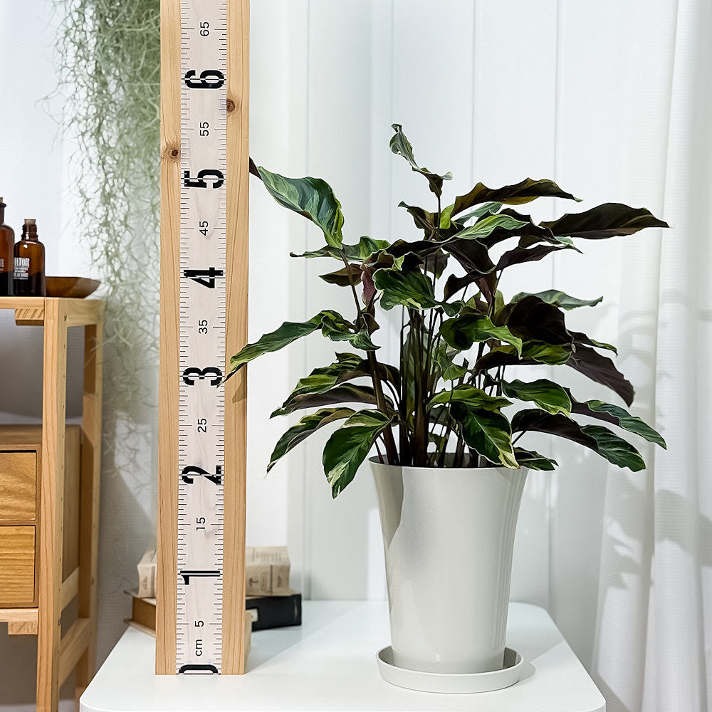 PLANCHU 観葉植物 カラテア エンペラー 6号鉢 受け皿付き 育て方説明書付き Calathea louisae ‘Emperor’