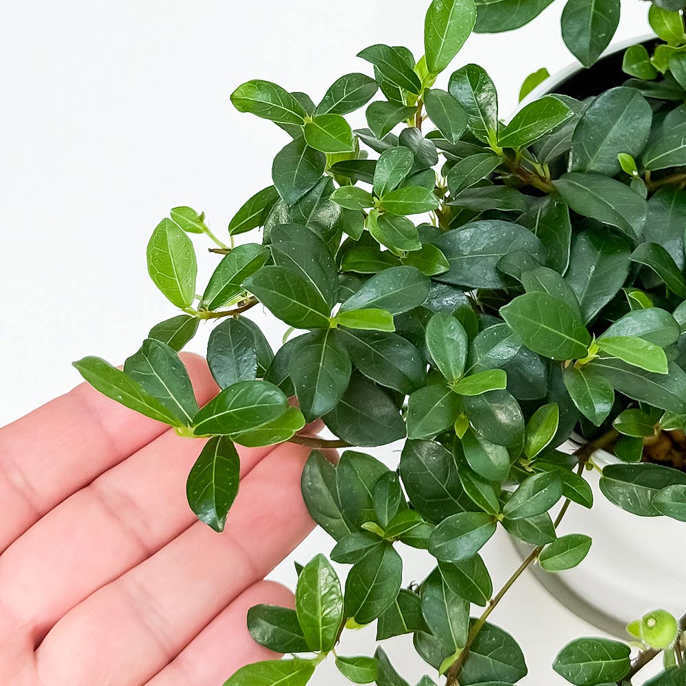 PLANCHU 観葉植物 フィカス シャングリラ 4号鉢 受け皿付き 育て方説明書付き Ficus vaccinioides つる性ガジュマル テリハイヌビワ バッキニオイデス