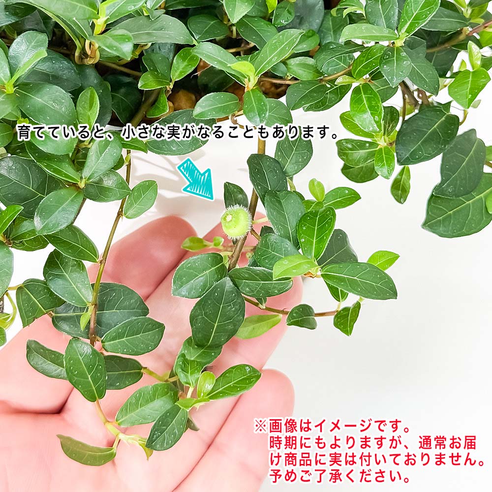 PLANCHU 観葉植物 フィカス シャングリラ 4号鉢 受け皿付き 育て方説明書付き Ficus vaccinioides つる性ガジュマル テリハイヌビワ バッキニオイデス